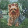 Yorkie In The Garden 40 x 40 picture size