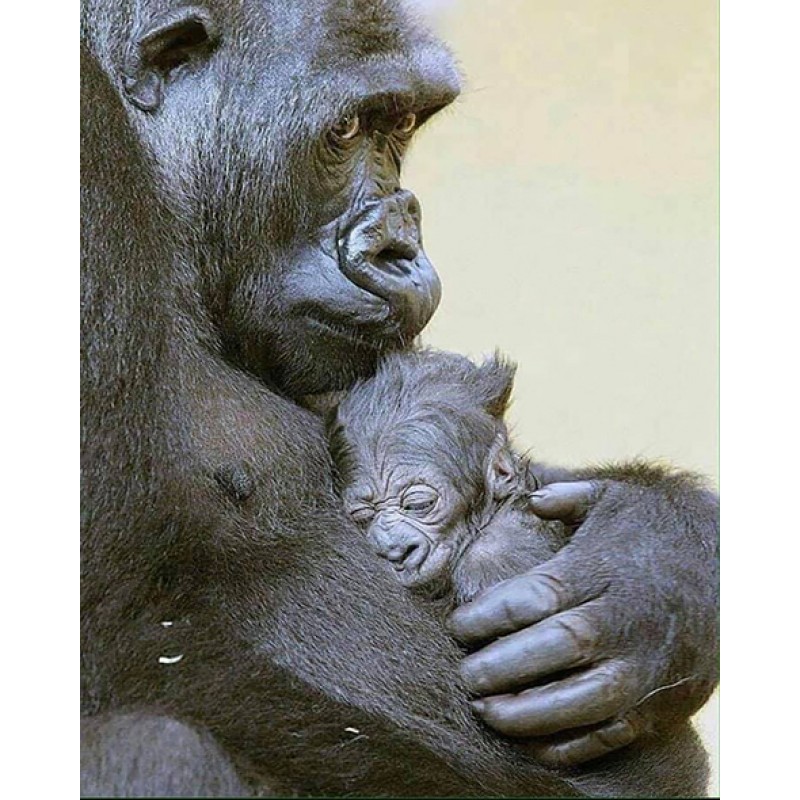 Mother And Baby (40 ...