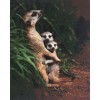 Meerkats (40 x 50)
