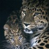 Leopards (50 x 50 actual picture size)