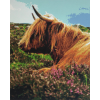 Highland Cow 8 (40 x 50 actual picture size)