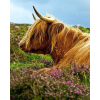 Highland Cow 8 (40 x 50 actual picture size)