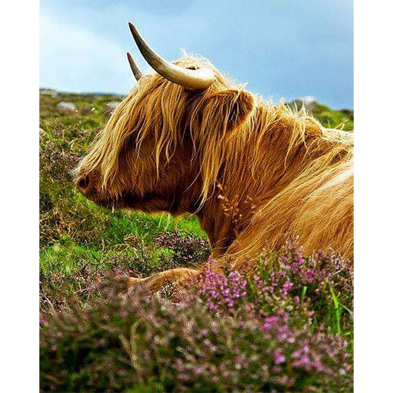 Highland Cow 8 (40 x...