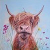 Highland Cow 9 (50 x 50 actual picture size)