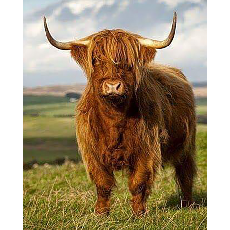 Highland Cow 6 (40 x 50 actual picture size)