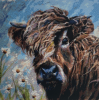 Highland Cow 7 (50 x 50 actual picture size)