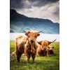Highland Cow 4 (50 x 70 actual picture size)