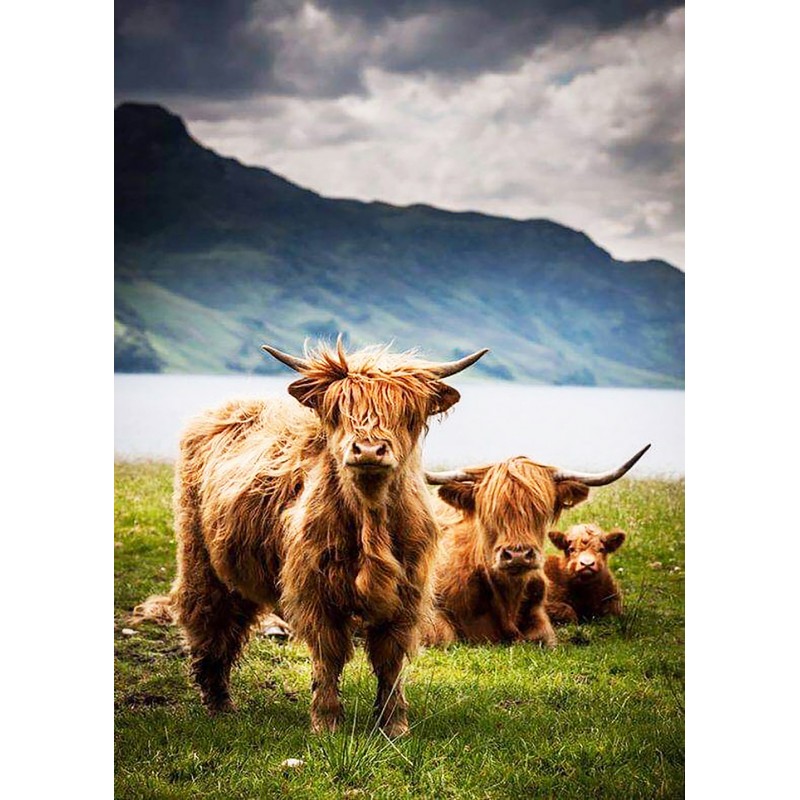 Highland Cow 4 (50 x...