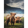 Highland Cow 4 (50 x 70 actual picture size)