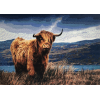 Highland Cow 5 (50 x 70 actual picture size)