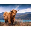 Highland Cow 5 (50 x 70 actual picture size)