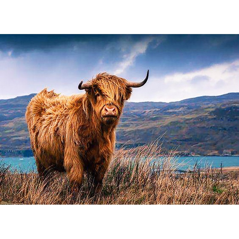 Highland Cow 5 (50 x...