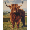 Highland Cow 6 (40 x 50 actual picture size)