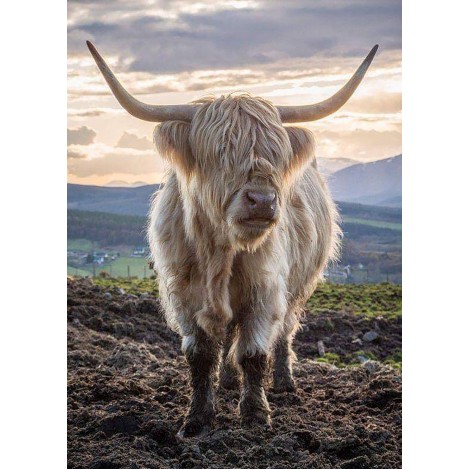 Highland Cow 3 (50 x 70 actual picture size)