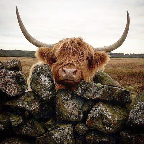 Highland Cow 2 (50 x 50 actual picture size)