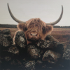 Highland Cow 2 (50 x 50 actual picture size)