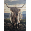 Highland Cow 3 (50 x 70 actual picture size)