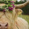 Highland Cow 13 (50 x 50 actual picture size)