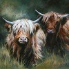 Highland Cow 12 (50 x 50 actual picture size)