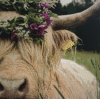 Highland Cow 13 (50 x 50 actual picture size)