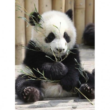 Giant Panda 40 x 55 picture size