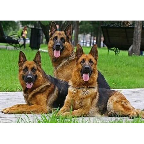 German Shepard Family (50 x 70 actual picture size)