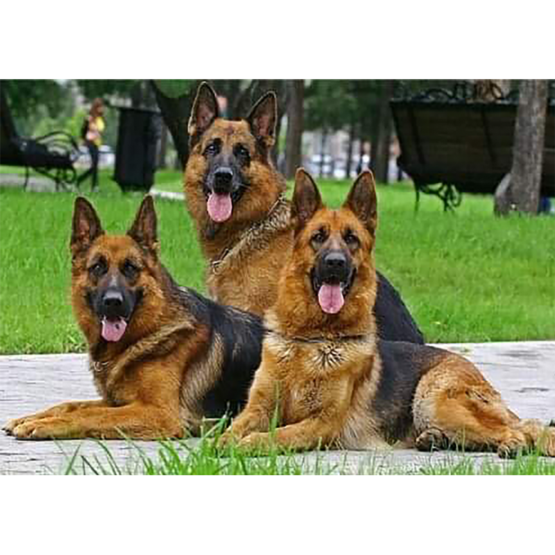 German Shepard Famil...