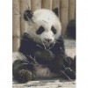 Giant Panda 40 x 55 picture size