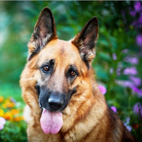 German Shephard (50 X 50)