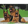 German Shepard Family (50 x 70 actual picture size)