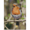 Red Robbin (30 x 40 actual picture size)