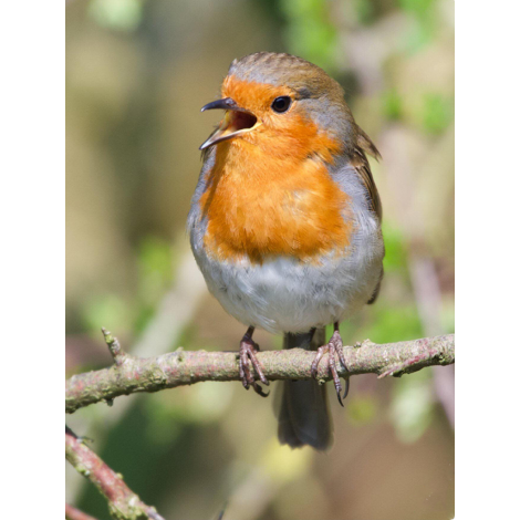 Red Robbin (30 x 40 actual picture size)