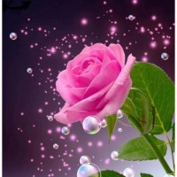 Pink Rose (29 x 30) pictu...