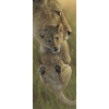 Lion Cub (20 x 50 actual picture size)