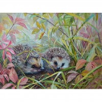 Hedgehog 1 (40 x 30 pictu...