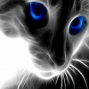 Blue Eye Cat (38 x 38 picture size)
