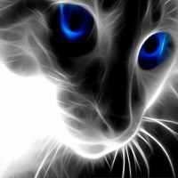 Blue Eye Cat (38 x 38 pic...