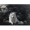 White Wolf 1 (50 x 70 actual picture size)