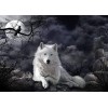 White Wolf 1 (50 x 70 actual picture size)