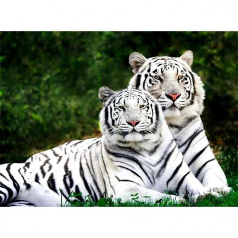 White Tigers (50 x 69 actual picture size)