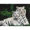 White Tigers (50 x 69 actual picture size)