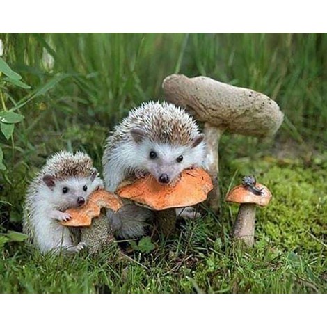 Toadstools (40 x 50 actual picture size)