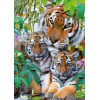 Tigers Life (50 x 70 actual picture size)
