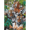 Tigers Life (50 x 70 actual picture size)