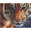 Tiger. 60 x 48 picture size