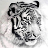 Tiger Face 1 (50 x 50 actual picture size)