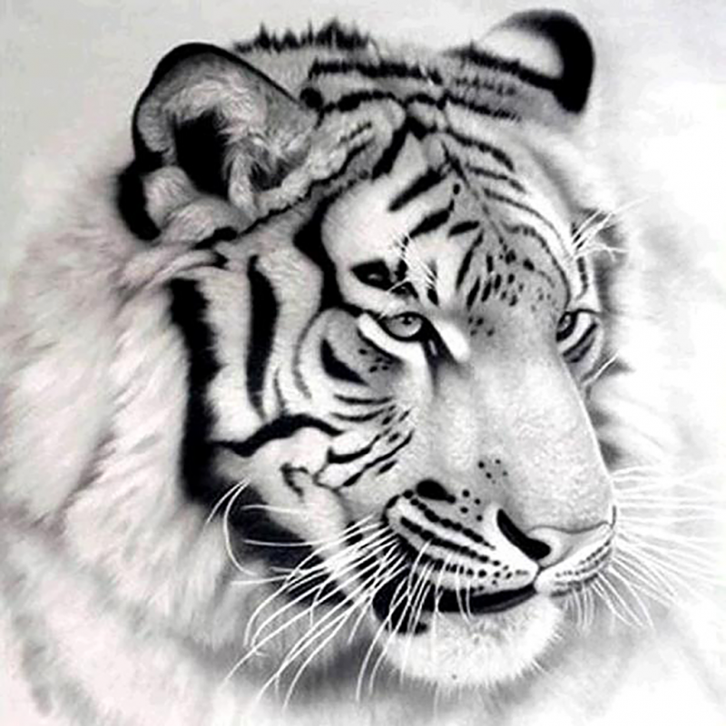 Tiger Face 1 (50 x 5...