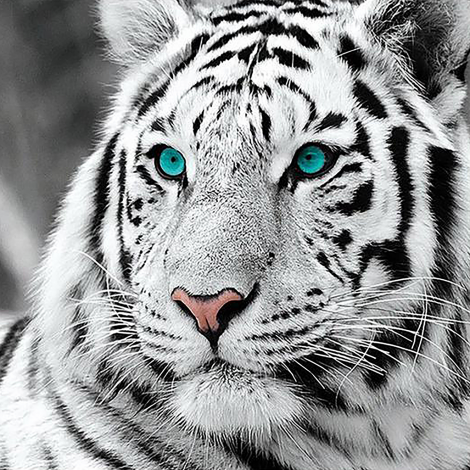 Tiger Face (50 x 50 actual picture size)