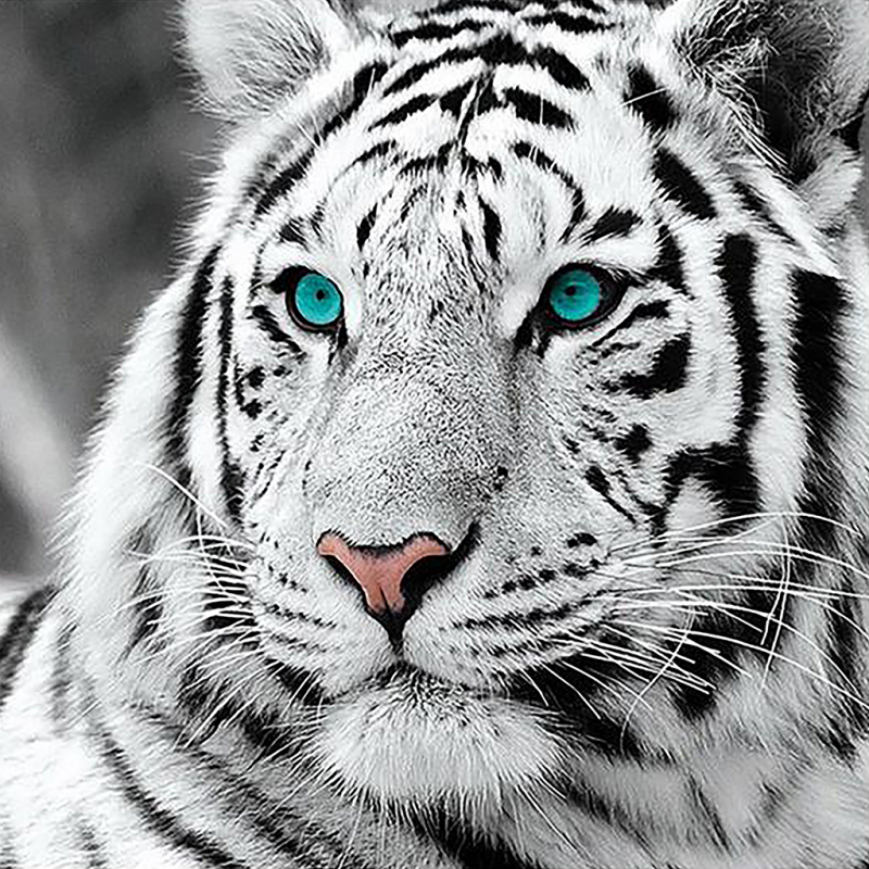 Tiger Face (50 x 50 ...