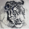 Tiger Face 1 (50 x 50 actual picture size)